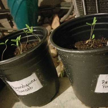 Tomato 'Brandywine Sudduth's Strain'