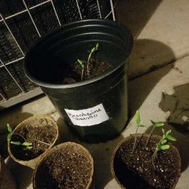 Tomato 'Brandywine Sudduth's Strain'