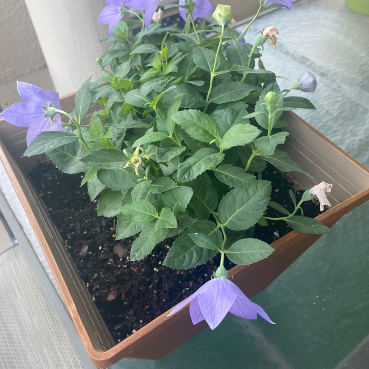 Plant image Platycodon grandiflorus 'Sentimental Blue' syn. Campanula grandiflora 'Sentimental Blue'