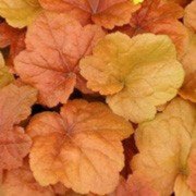 Plant image Heuchera 'Southern Comfort'