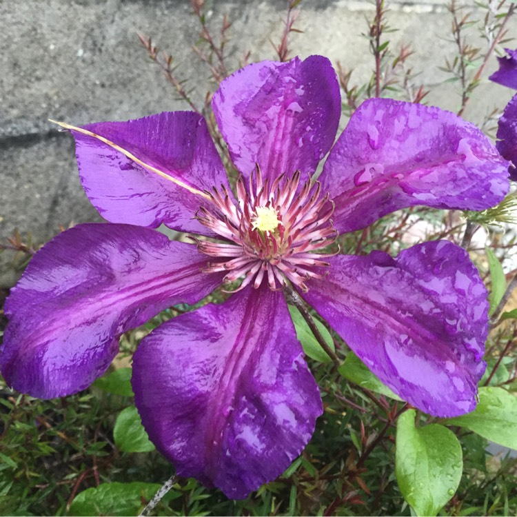 Plant image Clematis jackmanii 'Superba'