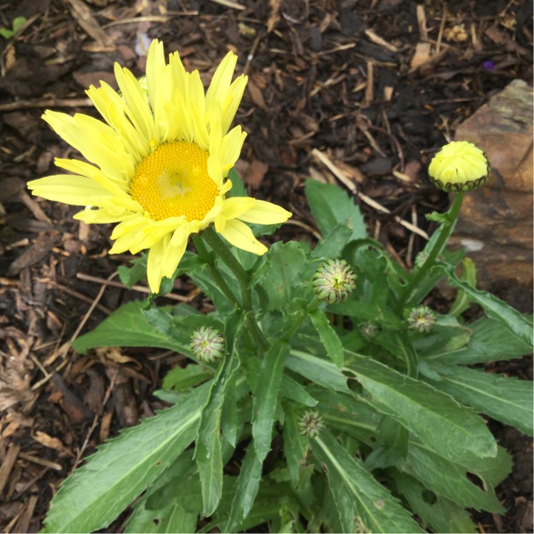 Plant image Leucanthemum x superbum 'Banana Cream'