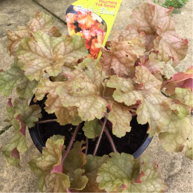 Alumroot Phoebe's Blush