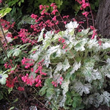 Alumroot 'Snow Angel'