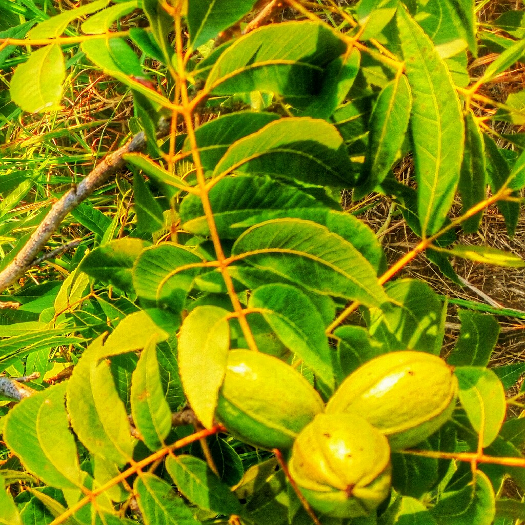 Pecan Tree