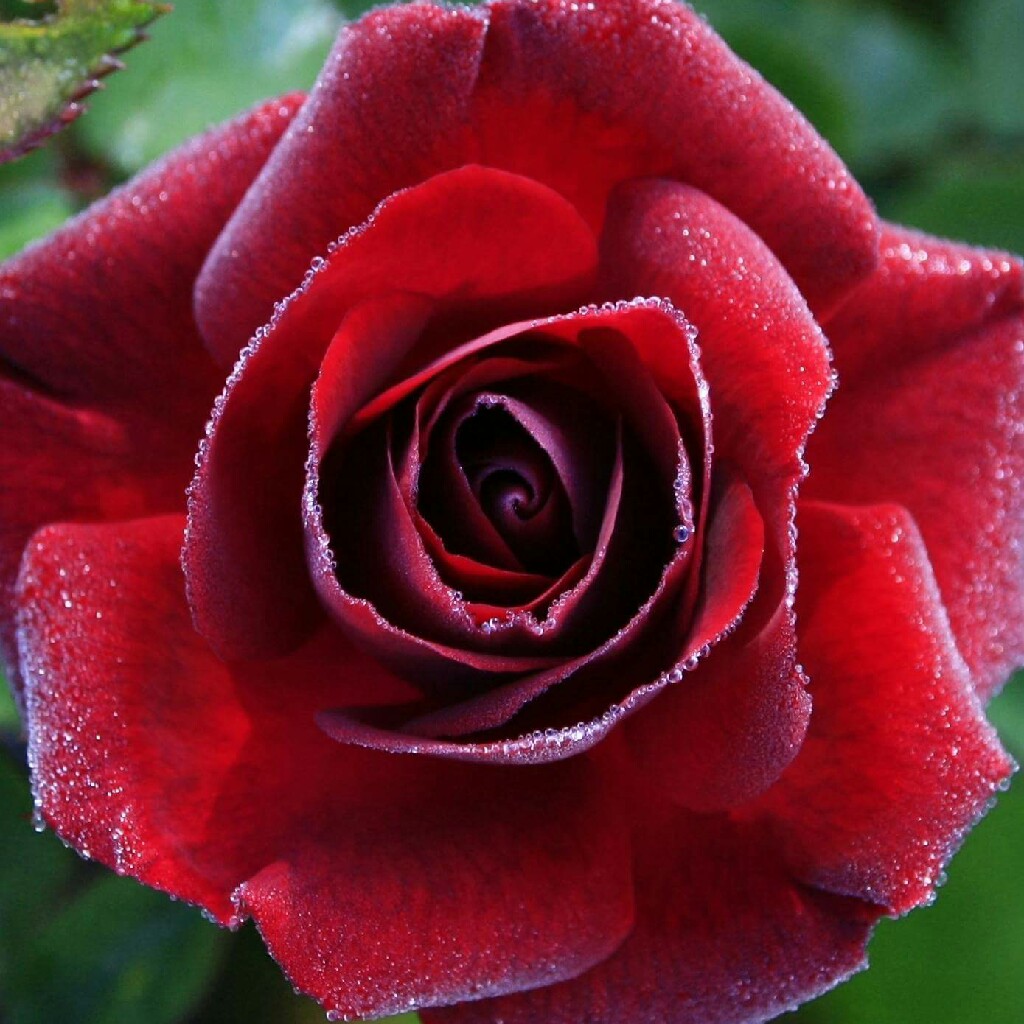 Rose (Hybrid Tea)