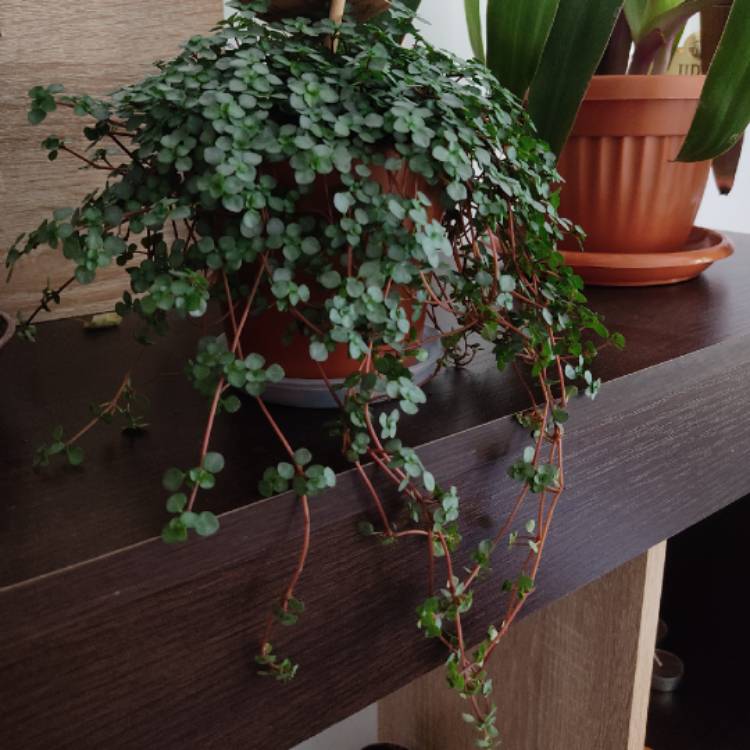 Plant image Pilea Glauca 'Silver Sprinkles' syn. Pilea libanensis 'Silver Sprinkles'