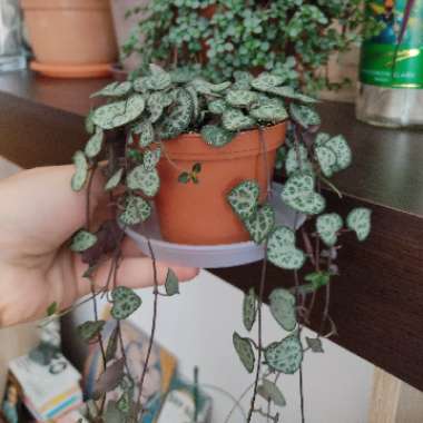 String Of Hearts