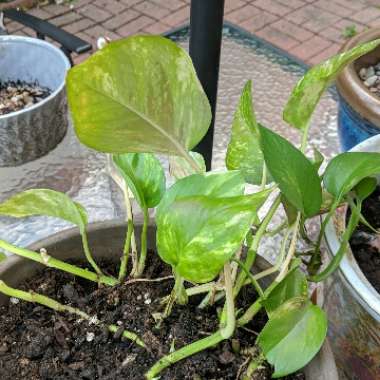 Epipremnum aureum (Devil's Ivy)