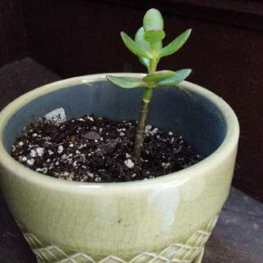 Dwarf Jade Plant