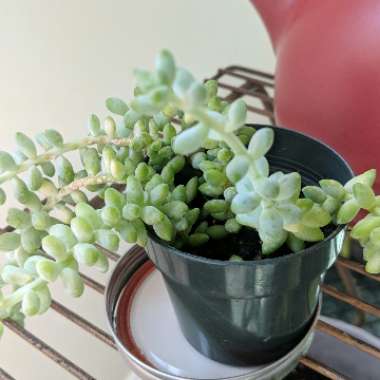 Sedum 'Clavatum'