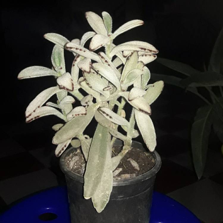 Plant image Kalanchoe tomentosa 'Super Fuzzy'