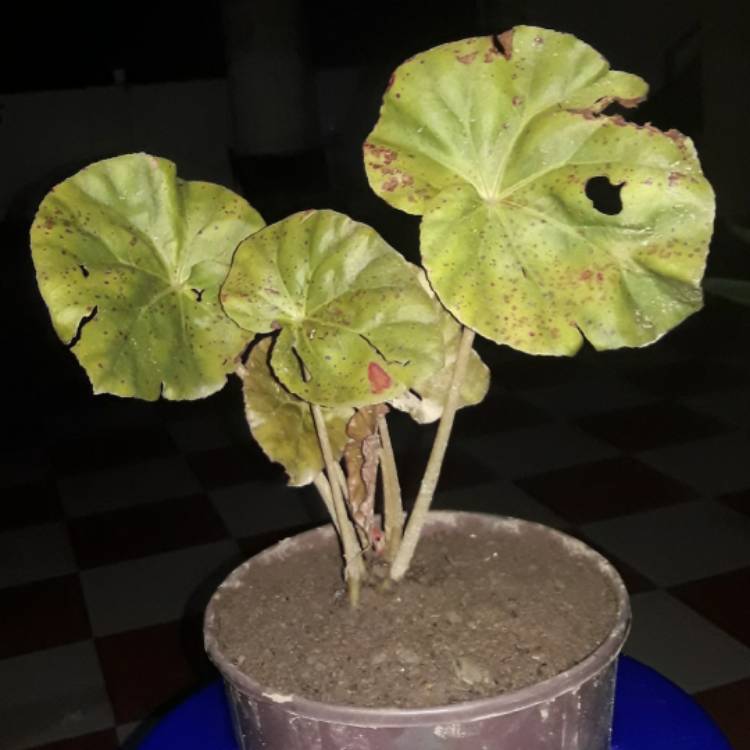 Plant image Begonia 'Red Fred'