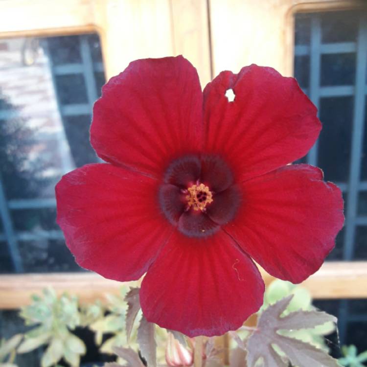 Plant image Hibiscus sabdariffa