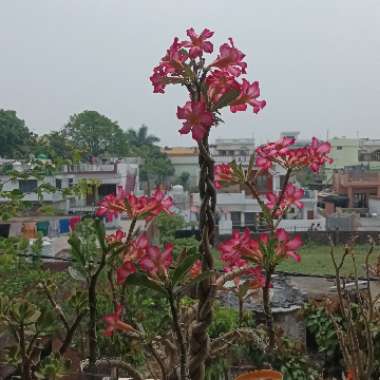 Adenium 'Dorset Horn'