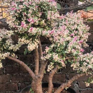 Portulacaria Afra Reverse Variegated 