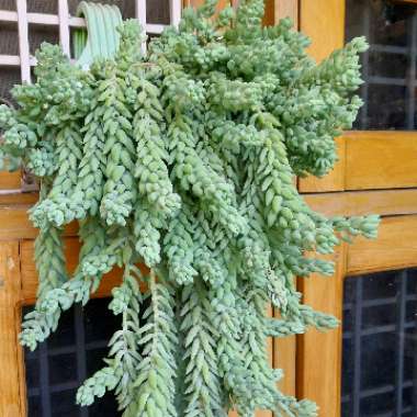 Sedum 'Burro's Tail'