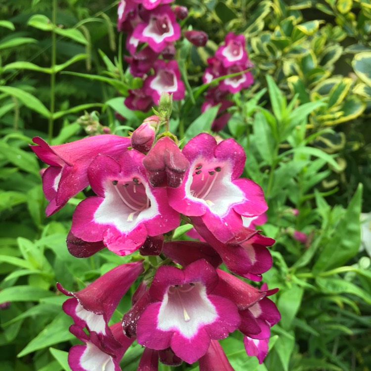 Plant image Penstemon 'Grape Taffy'