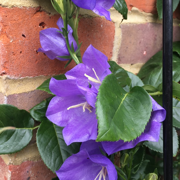 Plant image Campanula rotundifolia