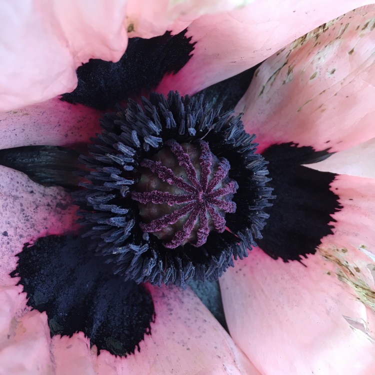 Plant image Papaver orientale 'Carneum'