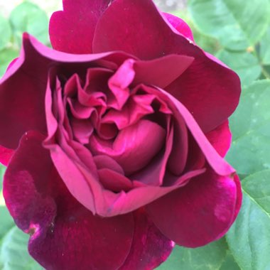 Rose 'Souvenir du Docteur Jamain'