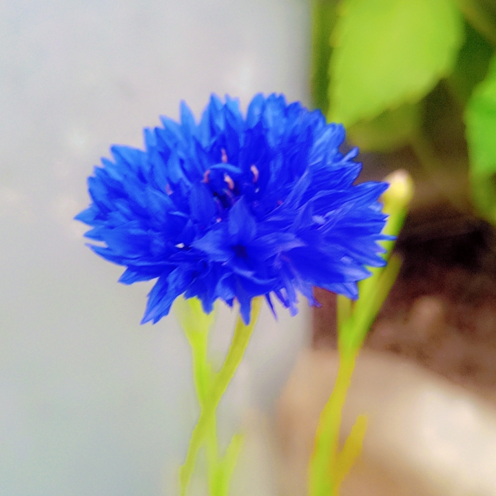 Plant image Centaurea cyanus 'Double Blue'.