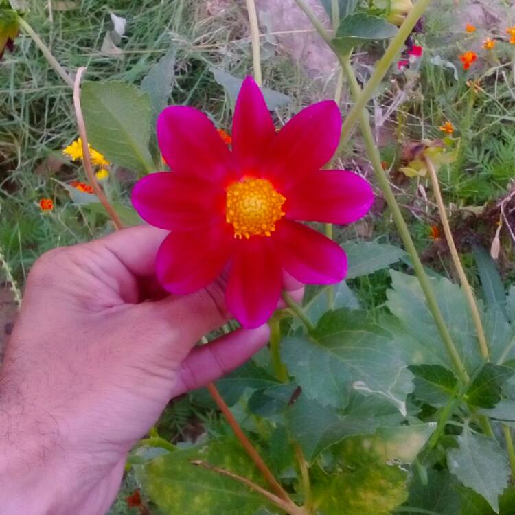 Plant image Dahlia 'Grenadier'