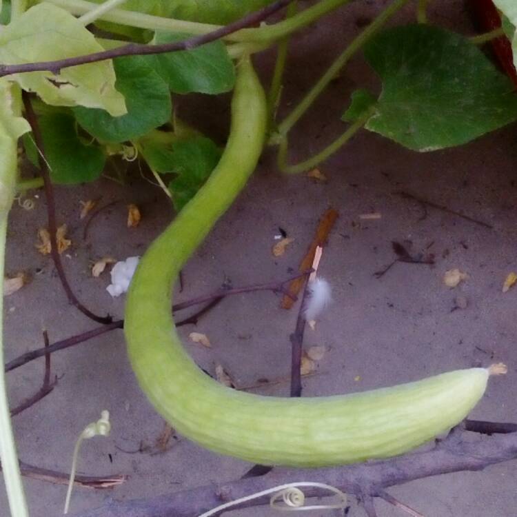 Plant image Cucumis melo var. utilissimus