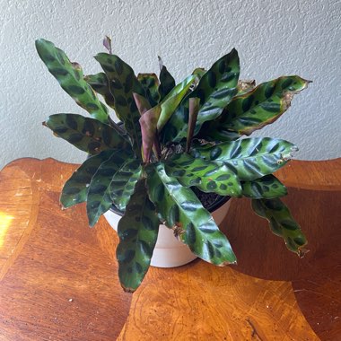 Rattlesnake Plant