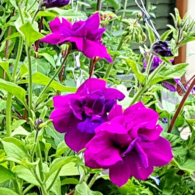 Plant image Petunia 'Purple Rocket'