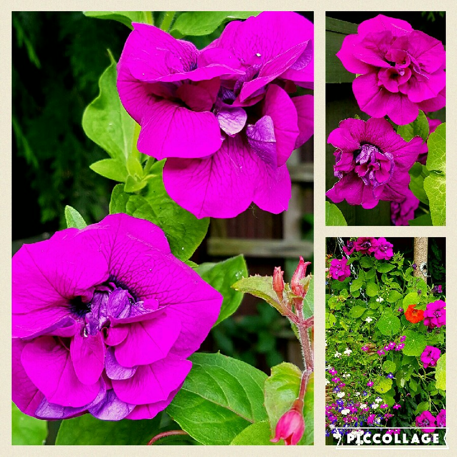 Plant image Petunia 'Purple Rocket'