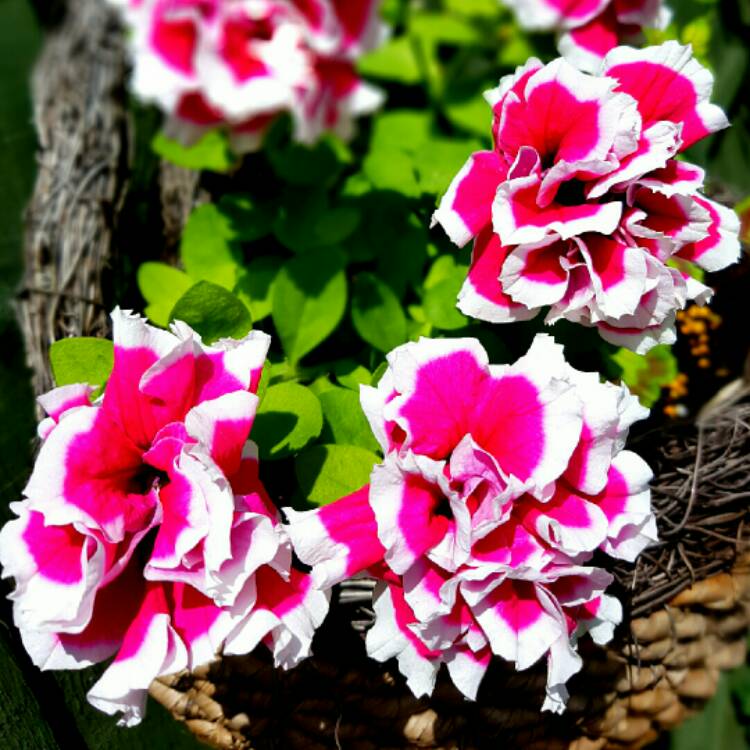 Plant image Petunia Frills And Spills 'Anna'