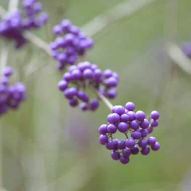 Callicarpa Bodinieri