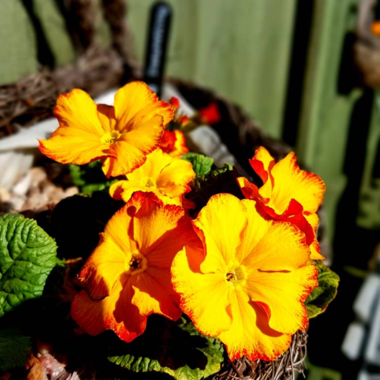 Plant image Primula Polyantha 'Firecracker