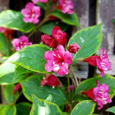 Weigela