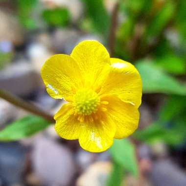 Lesser Spearwort