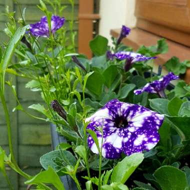 Petunia 'Night Sky'