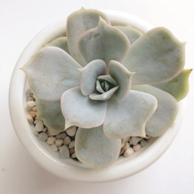 Echeveria Lilacina