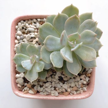 Echeveria Desmetiana v. Subsesslis