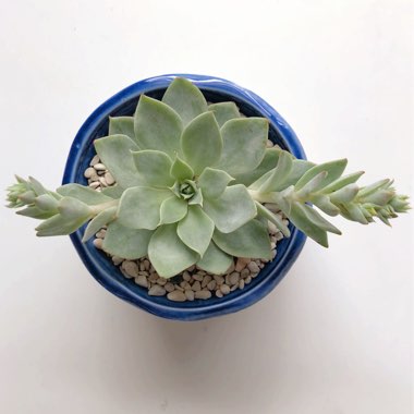 Echeveria Fleur Blanc