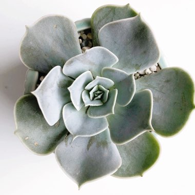 Echeveria Pollux