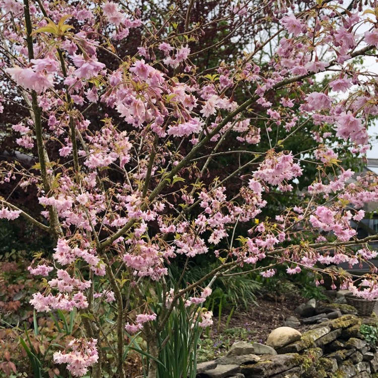 Prunus Incisa 'Oshidori', Dwarf Fuji Flowering Cherry 'Oshidori ...