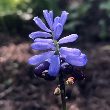 Muscari latifolium