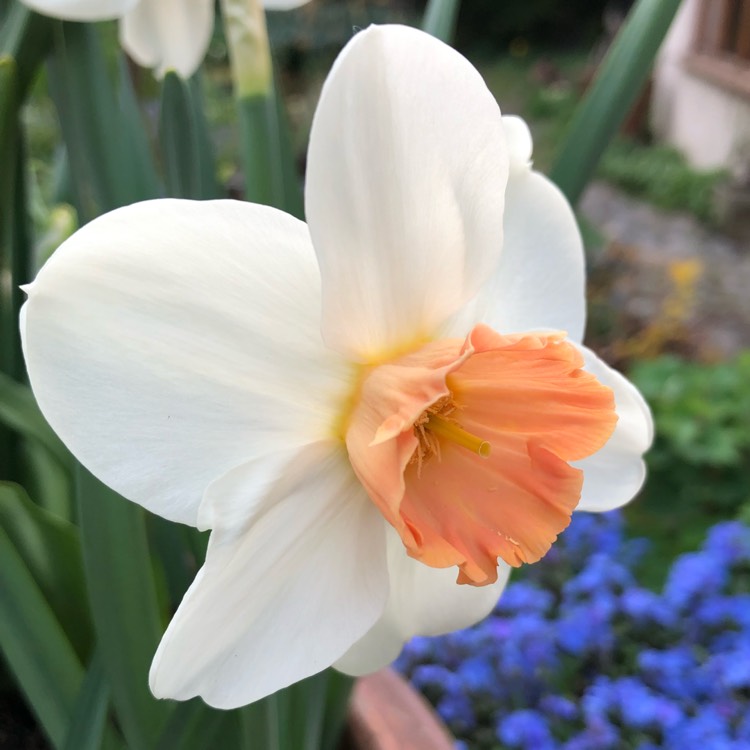 Narcissus 'Salome', Daffodil 'Salome' (Large-cupped) - uploaded by ...