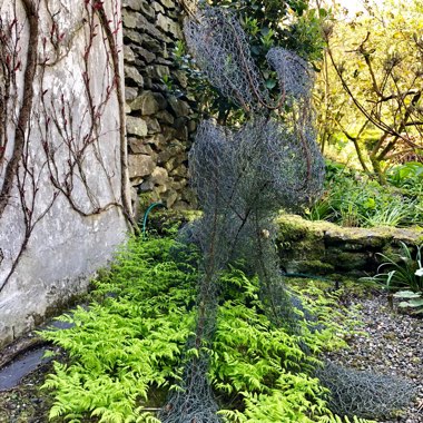 Gymnocarpium dryopteris 'Plumosum'