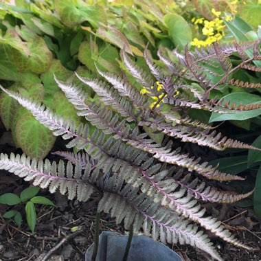 Athyrium niponicum pictum 'Pewter Lace'