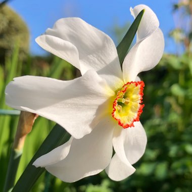 Narcissus poeticus var. recurvus syn. Narcissus 'Pheasant's Eye'