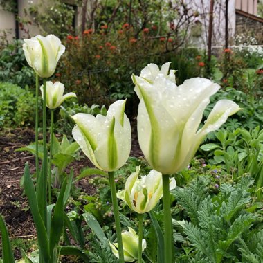 Tulipa 'Spring Green'