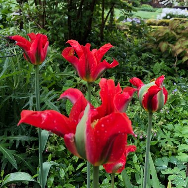 Tulipa 'Red Springgreen'