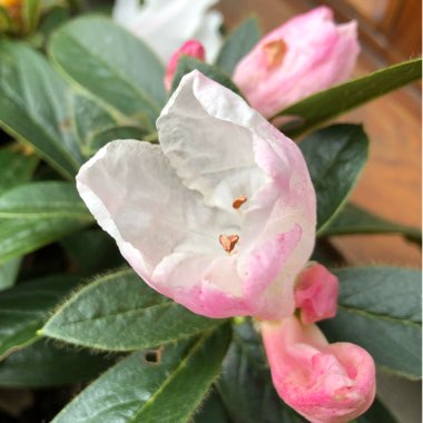 Rhododendron 'Tinkerbird'